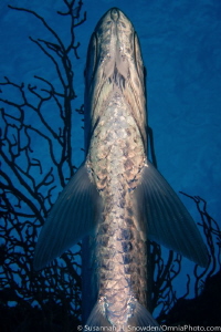 "Tarpon Undercarriage": Photographed at Macabuca/Turtle F... by Susannah H. Snowden 